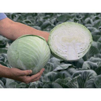 Капуста белокочанная Анкома F1 /2.500 семян/ *Rijk Zwaan*