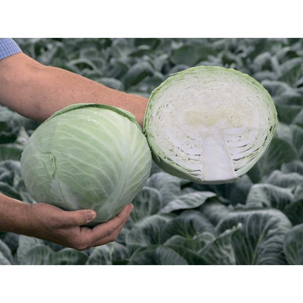 Насіння капусти білокачанної Анкома F1 /2.500 насінин/ *Rijk Zwaan*