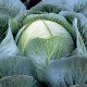 Насіння капусти білокачанної Калорама F1 /2.500 насінин/ *Rijk Zwaan*