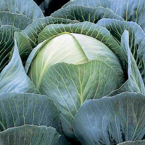 Насіння капусти білокачанної Калорама F1 /2.500 насінин калібр/ *Rijk Zwaan*