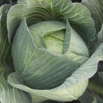 Капуста білоголова Каунтер F1 /2.500 насінин/ *Bejo Zaden*