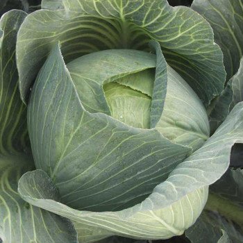 Капуста белокочанная Каунтер F1 /2.500 семян/ *Bejo Zaden*