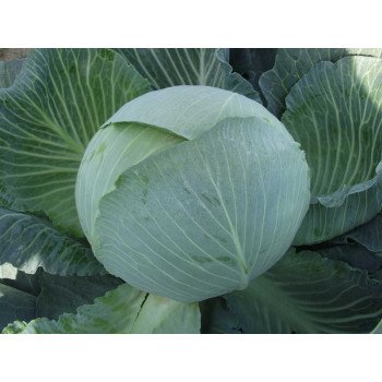 Капуста белокочанная Каунтер F1 /2.500 семян/ *Bejo Zaden*
