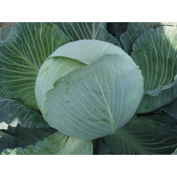 Семена капусты белокочанной Каунтер F1 /2.500 семян/ *Bejo Zaden*