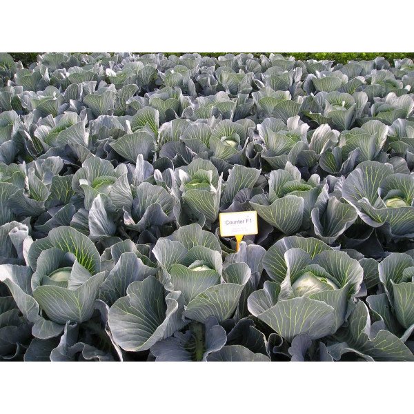 Семена капусты белокочанной Каунтер F1 /2.500 семян/ *Bejo Zaden*