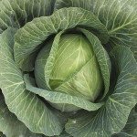 Капуста білоголова Леннокс F1 /2.500 насінин/ *Bejo Zaden*