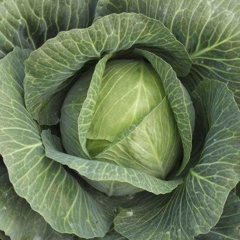 Капуста белокочанная Леннокс F1 /2.500 семян/ *Bejo Zaden*