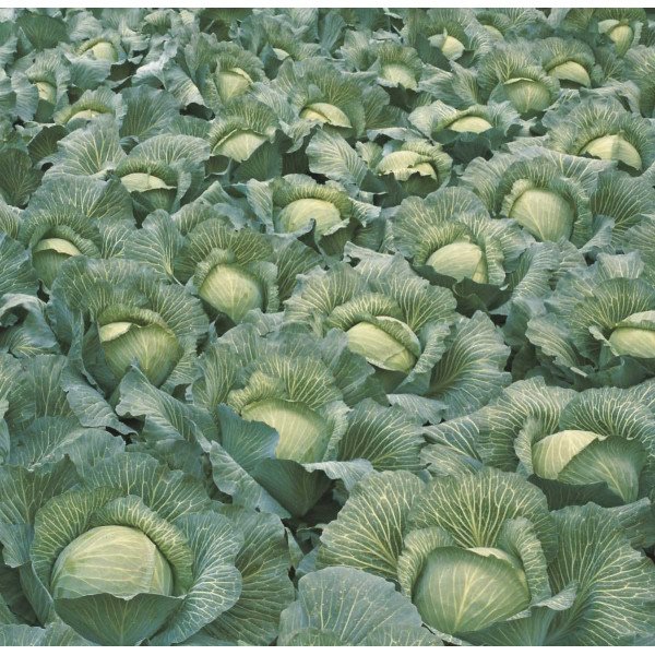 Насіння капусти білокачанної Леннокс F1 /2.500 насінин/ *Bejo Zaden*