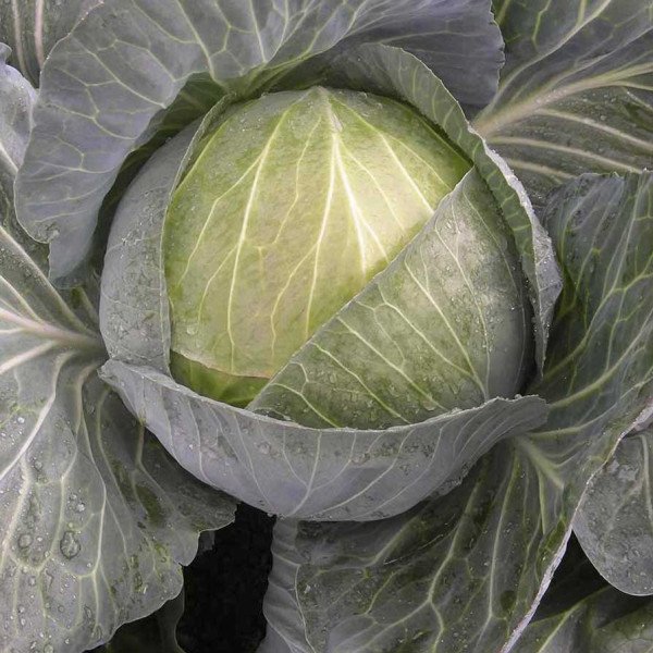 Насіння капусти білокачанної Менді F1 /2.500 насінин/ *Bejo Zaden*