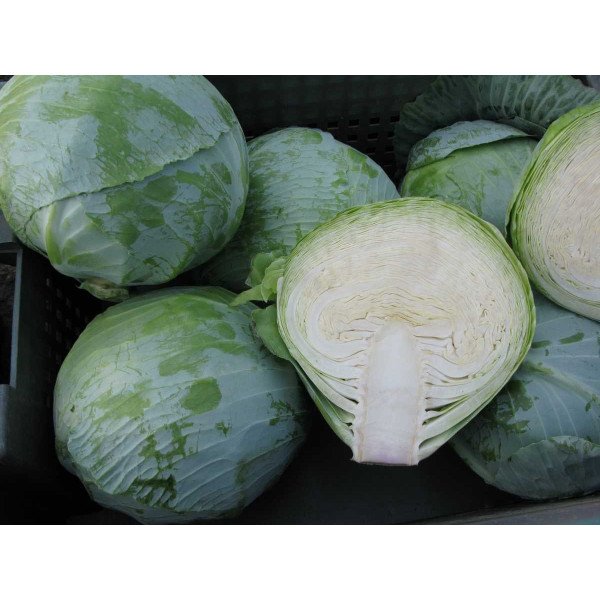 Насіння капусти білоголової Муксума F1 /2.500 насінин калібр/ *Rijk Zwaan*