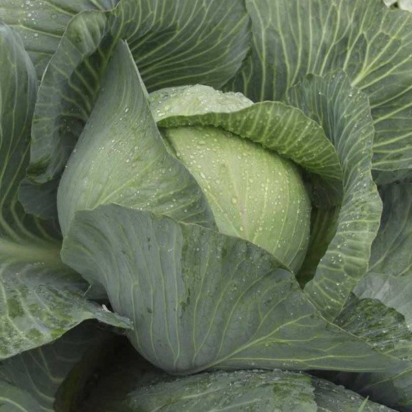 Семена капусты белокочанной Парадокс F1 /2.500 семян/ *Bejo Zaden*