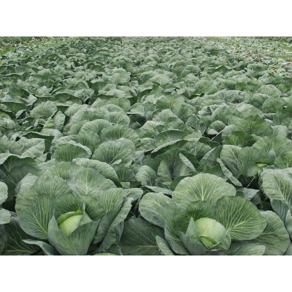 Семена капусты белокочанной Парадокс F1 /2.500 семян/ *Bejo Zaden*