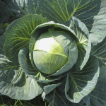 Капуста білоголова Раноки F1 /2.500 насінин/ *Tezier*