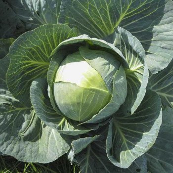 Капуста белокочанная Раноки F1 /2.500 семян/ *Tezier*