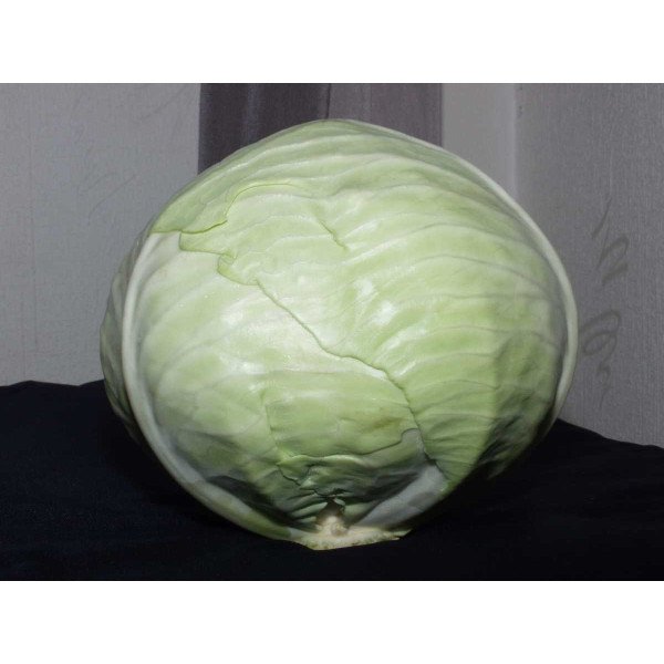 Насіння капусти білоголової Раноки F1 /2.500 насінин/ *Tezier*