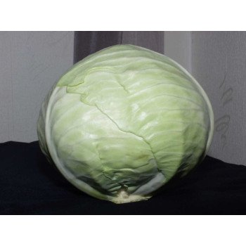Капуста білоголова Раноки F1 /10.000 насінин/ *Tezier*