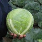 Капуста білоголова Рієкшн F1 /2.500 насінин/ *Bejo Zaden*