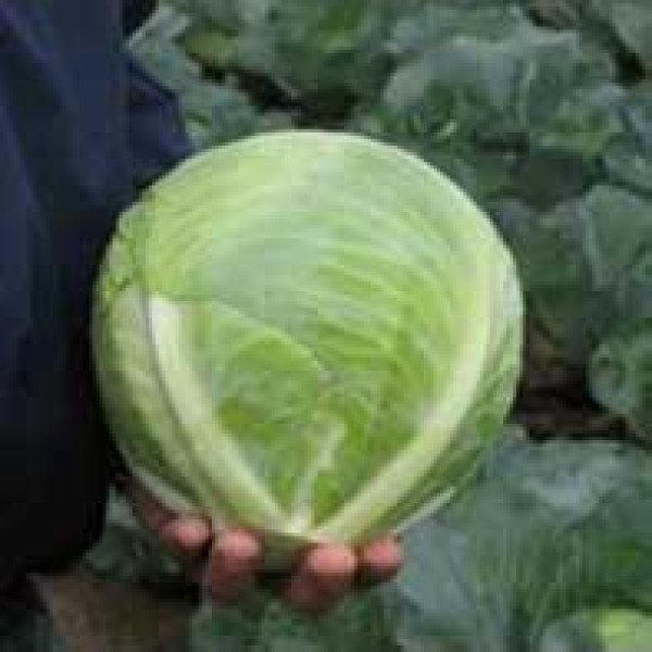 Семена капусты белокочанной Риекшн F1 /2.500 семян/ *Bejo Zaden*