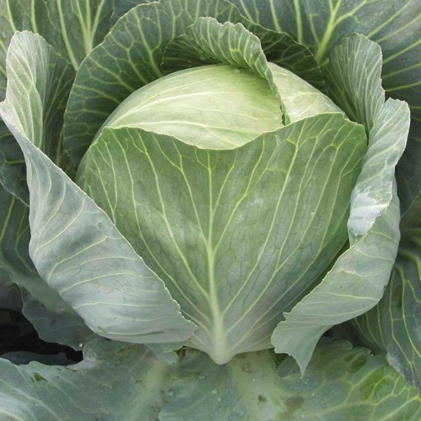 Насіння капусти білоголової Саратога F1 /2.500 насінин/ *Bejo Zaden*