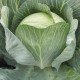 Насіння капусти білоголової Саратога F1 /2.500 насінин/ *Bejo Zaden*