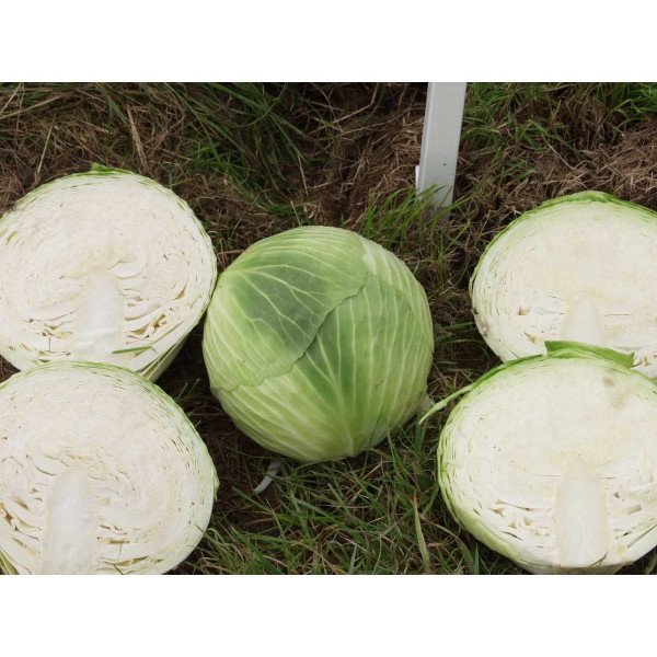 Насіння капусти білоголової Скіф F1 /1.000 насінин/ *Tezier*