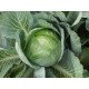Насіння капусти білоголової Скіф F1 /1.000 насінин/ *Tezier*