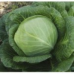 Капуста белокочанная Скиф F1 /10.000 семян/ *Tezier*