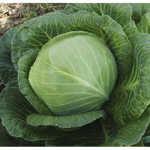 Насіння капусти білоголової Скіф F1 /2.500 насінин/ *Tezier*