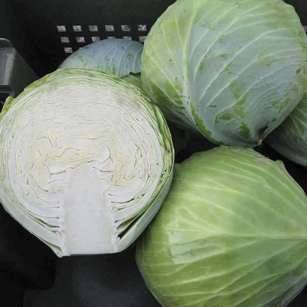 Насіння капусти білоголової Сторема F1 /2.500 насінин/ *Rijk Zwaan*