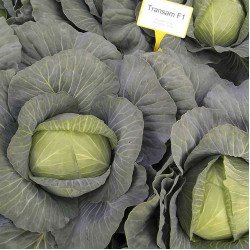 Капуста білоголова Трансам F1 /2.500 насінин/ *Bejo Zaden*