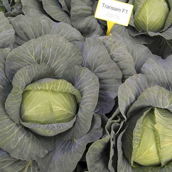 Насіння капусти білоголової Трансам F1 /2.500 насінин/ *Bejo Zaden*