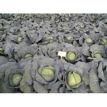 Капуста белокочанная Трансам F1 /2.500 семян/ *Bejo Zaden*