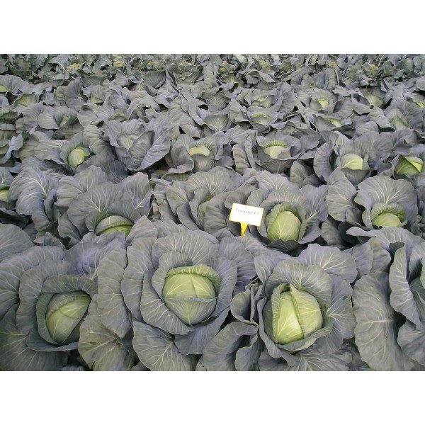 Насіння капусти білоголової Трансам F1 /2.500 насінин/ *Bejo Zaden*