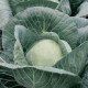 Насіння капусти білокачанної Адема F1 /1.000 насінин калібр/ *Rijk Zwaan*