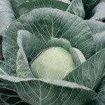 Капуста белокочанная Адема F1 /2.500 семян калибр/ *Rijk Zwaan*