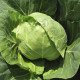 Насіння капусти білокачанної Голден Бол F1 /1.000 насінин/ *Nong Woo Bio*