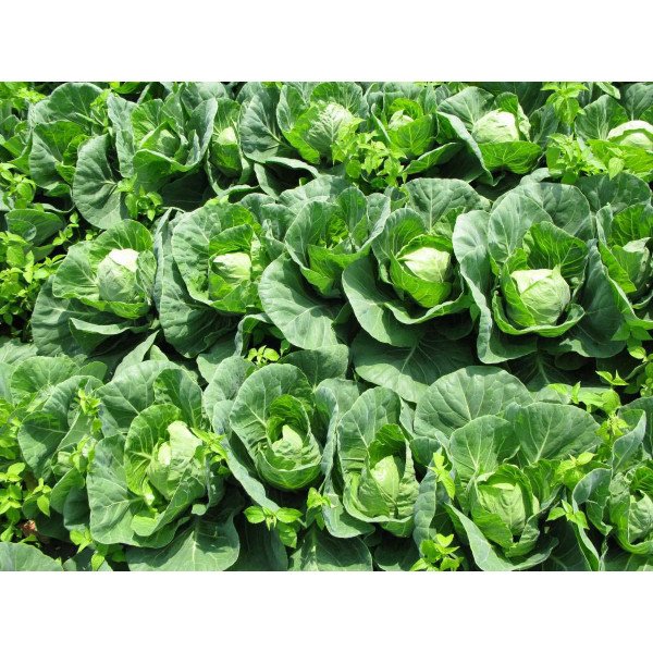 Насіння капусти білокачанної Голден Бол F1 /1.000 насінин/ *Nong Woo Bio*