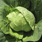 Капуста белокочанная Голден Бол F1 /2.500 семян/ *Nong Woo Bio*