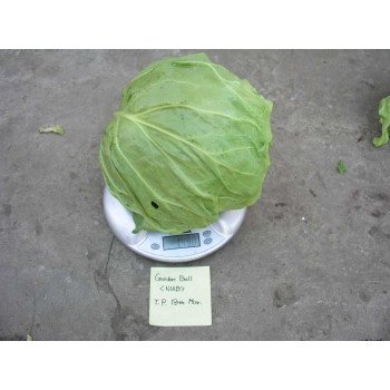 Капуста білоголова Голден Бол F1 /2.500 насінин/ *Nong Woo Bio*