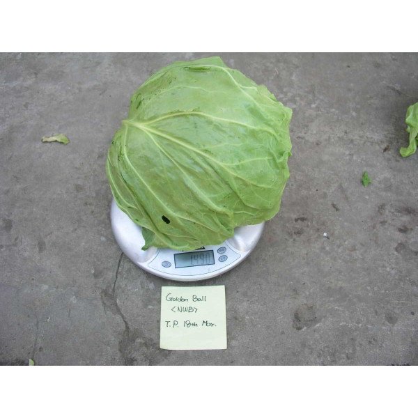 Насіння капусти білоголова Голден Бол F1 /2.500 насінин/ *Nong Woo Bio*