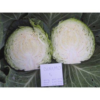 Капуста білоголова Динамо F1 /1.000 насінин/ *Dorsing Seeds*