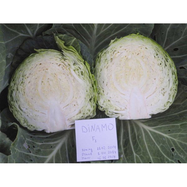 Семена капусты белокочанной Динамо F1 /1.000 семян/ *Dorsing Seeds*