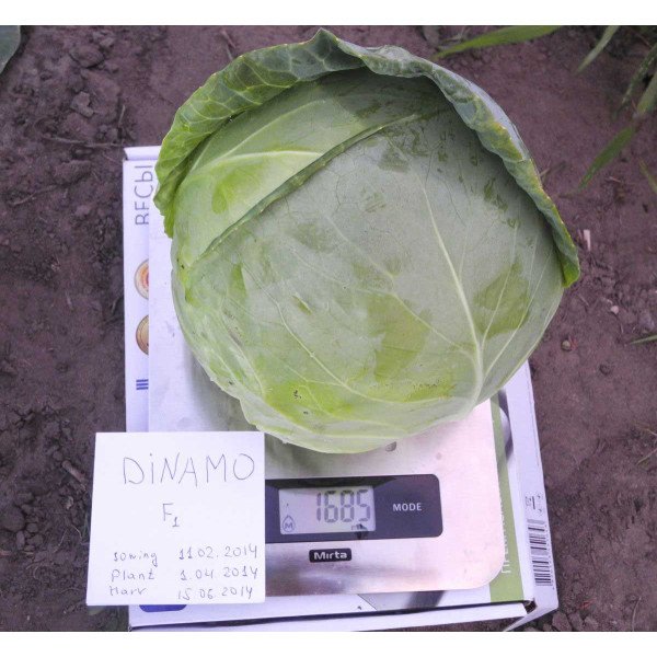 Семена капусты белокочанной Динамо F1 /1.000 семян/ *Dorsing Seeds*