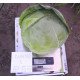 Семена капусты белокочанной Динамо F1 /1.000 семян/ *Dorsing Seeds*