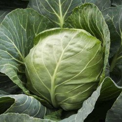 Капуста белокочанная Етма F1 /2.500 семян/ *Rijk Zwaan*