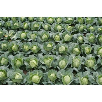 Капуста белокочанная Етма F1 /2.500 семян/ *Rijk Zwaan*