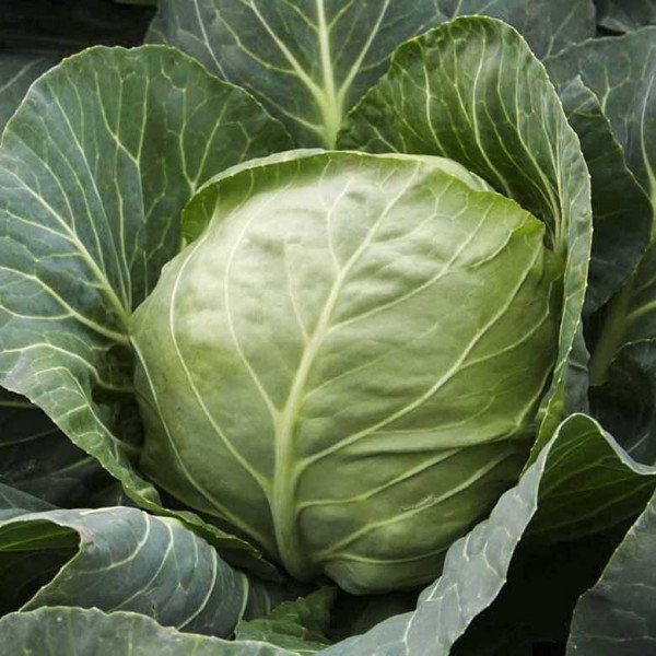 Насіння капусти білокачанної Етма F1 /2.500 насінин калібр/ *Rijk Zwaan*
