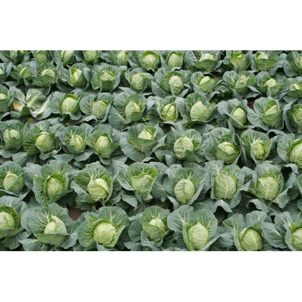 Насіння капусти білокачанної Етма F1 /2.500 насінин калібр/ *Rijk Zwaan*