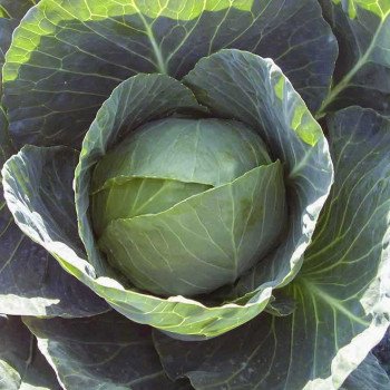 Капуста белокочанная Камбрия F1 /2.500 семян/ *Bejo Zaden*