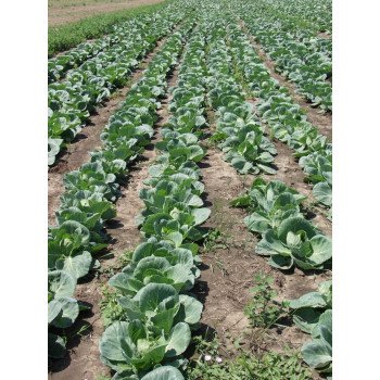 Капуста белокочанная Камбрия F1 /2.500 семян/ *Bejo Zaden*